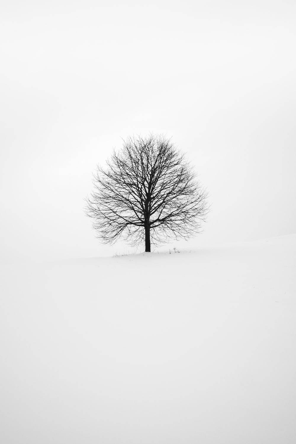 Small Black Tree On Plain White Wallpaper