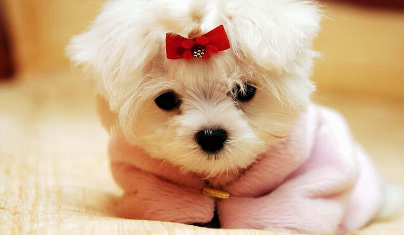 Small Dog Maltese Close Up Angle Shot Wallpaper