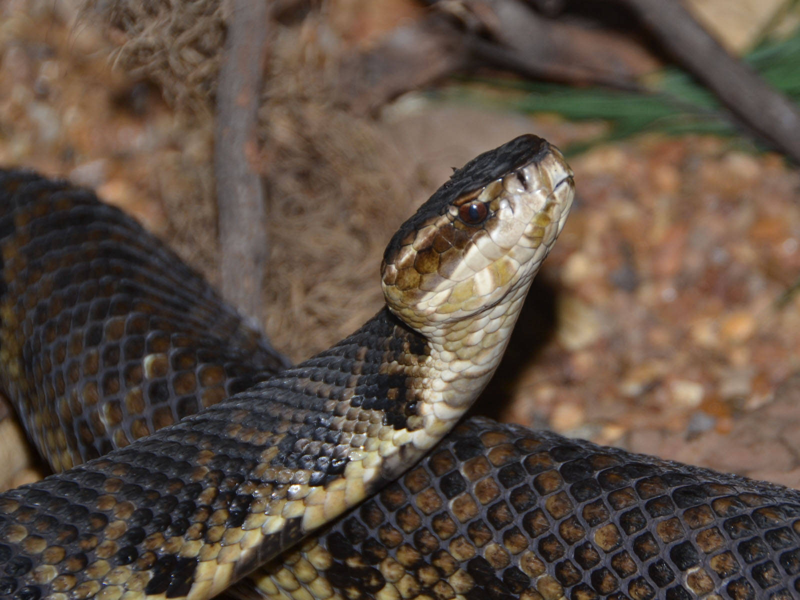 Small Head Cottonmouth Snake Wallpaper