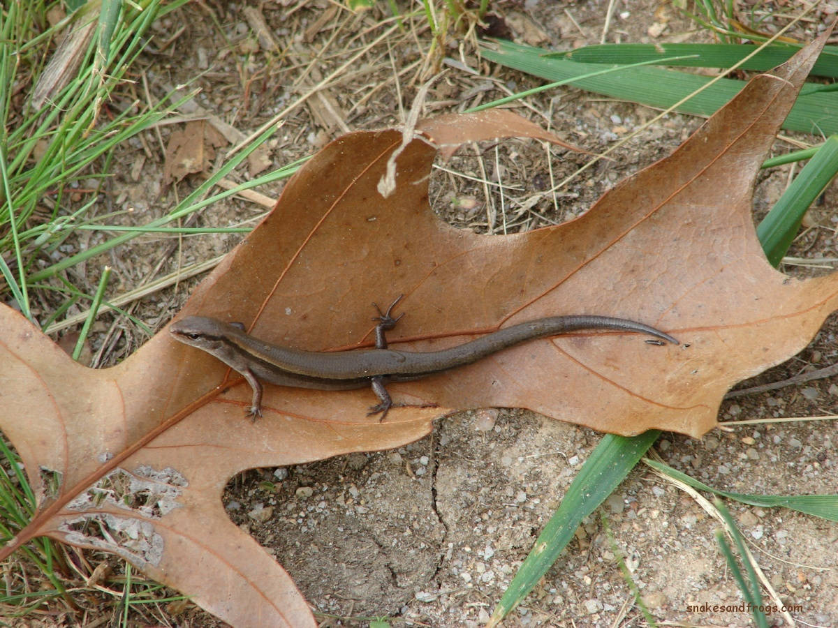 Small Lizard Brown Ground Skink Wallpaper