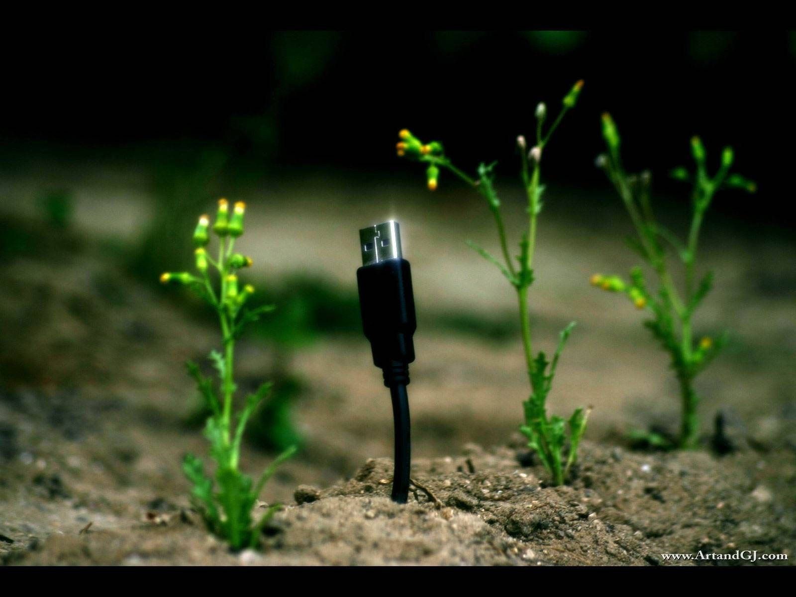 Small Plant With Usb Wallpaper