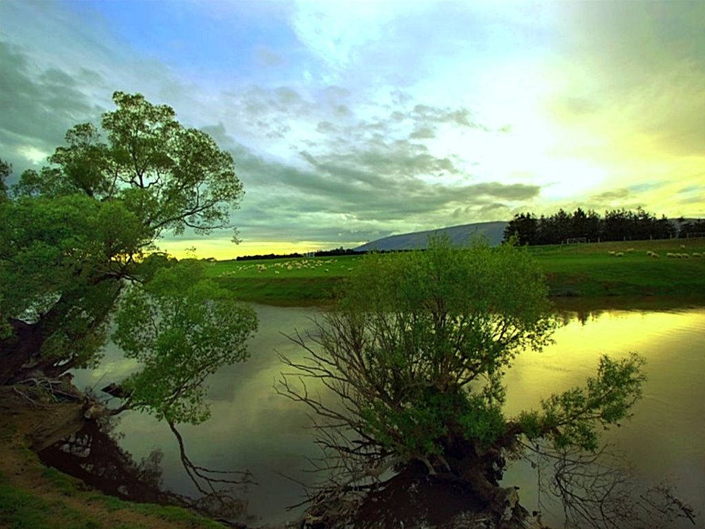 Small Trees On The Riverside Wallpaper