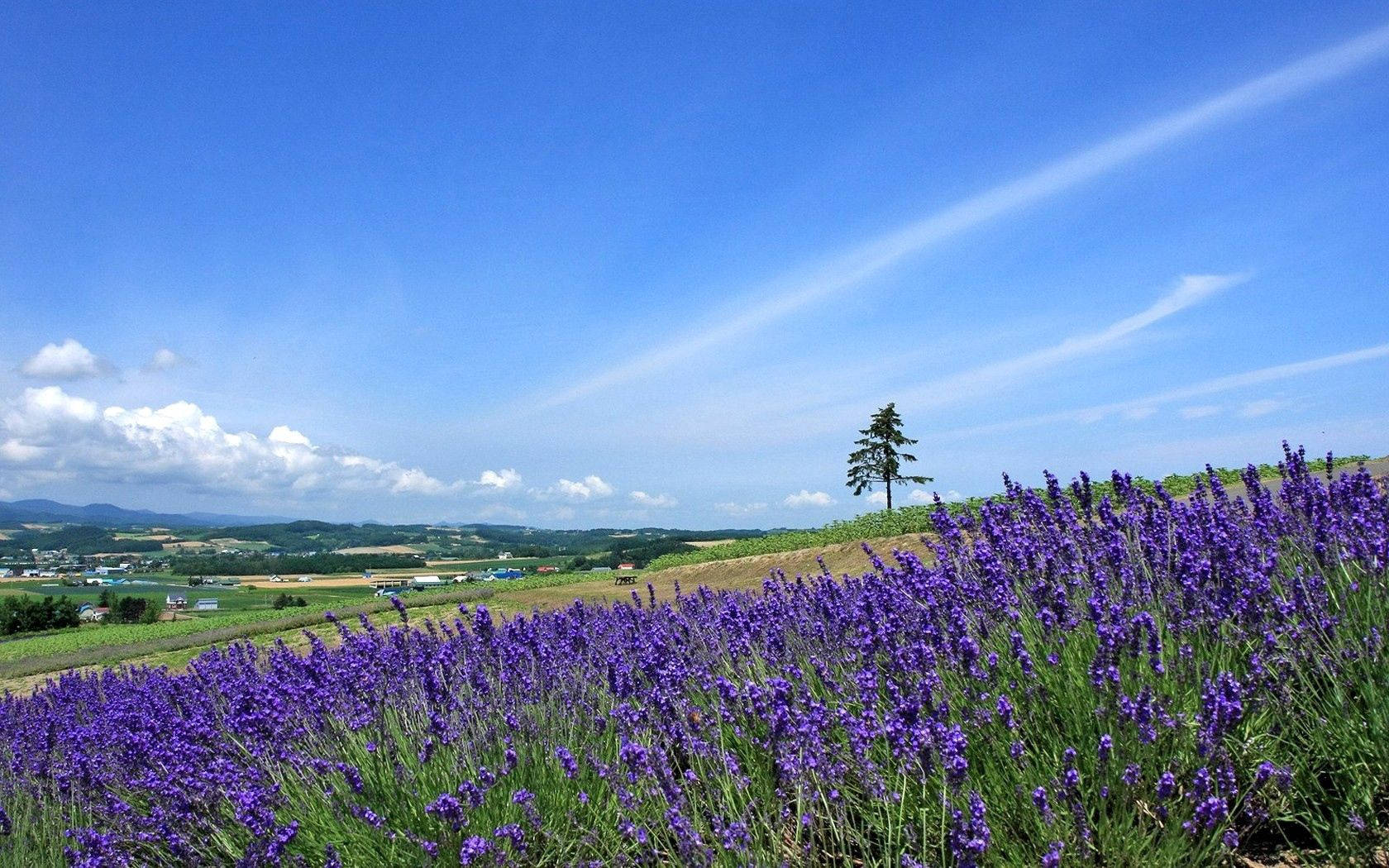 Smell The Fresh Scent Of Nature In This Lavender Field Wallpaper