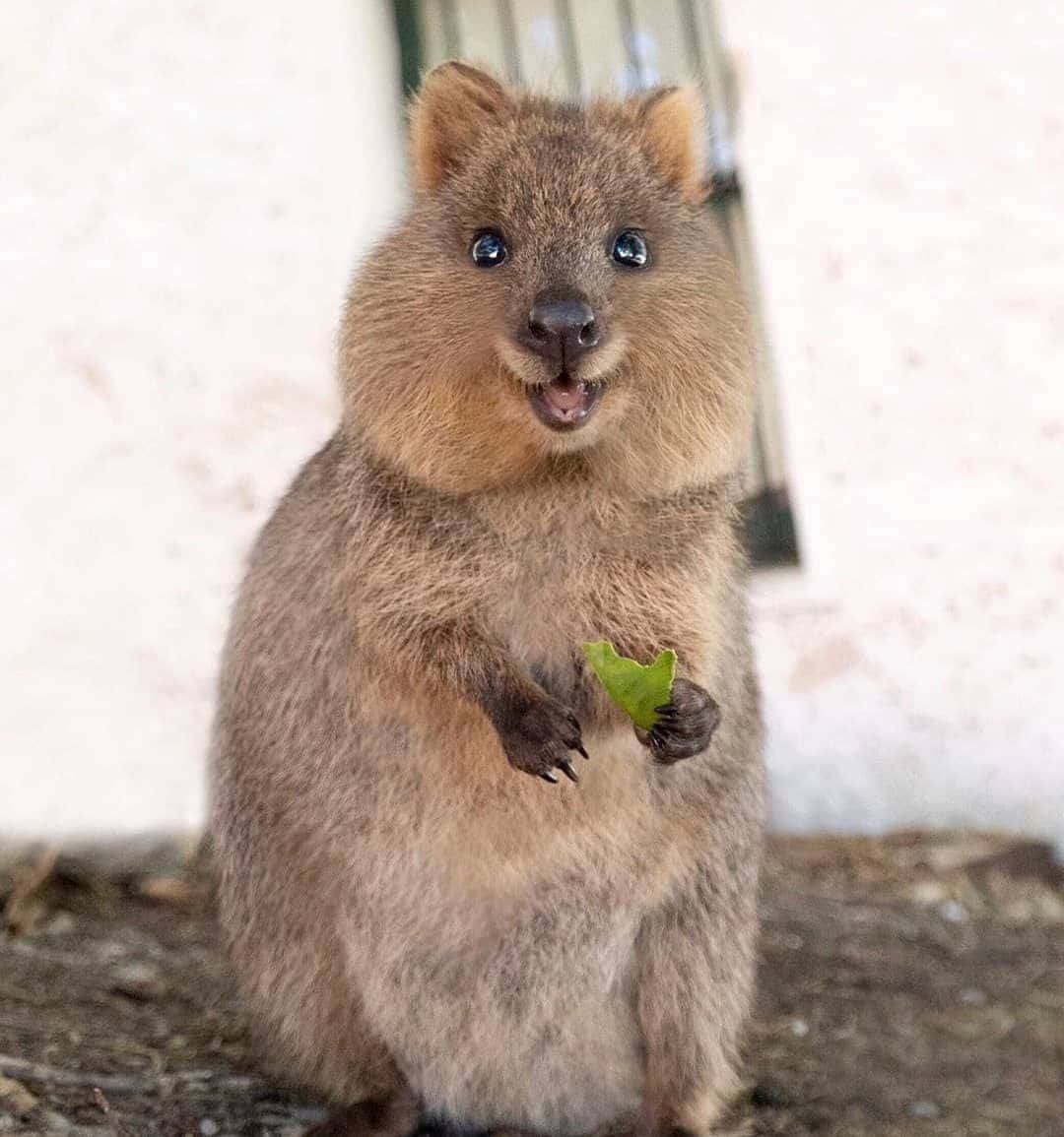 Smiling Quokka Holding Leaf.jpg Wallpaper