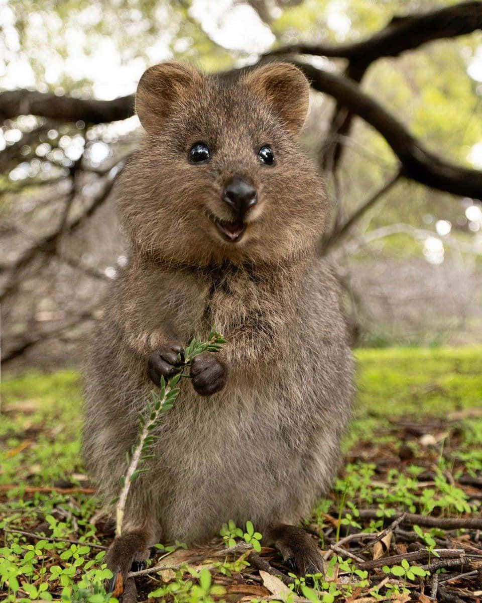 Smiling Quokka Holding Leaves Wallpaper