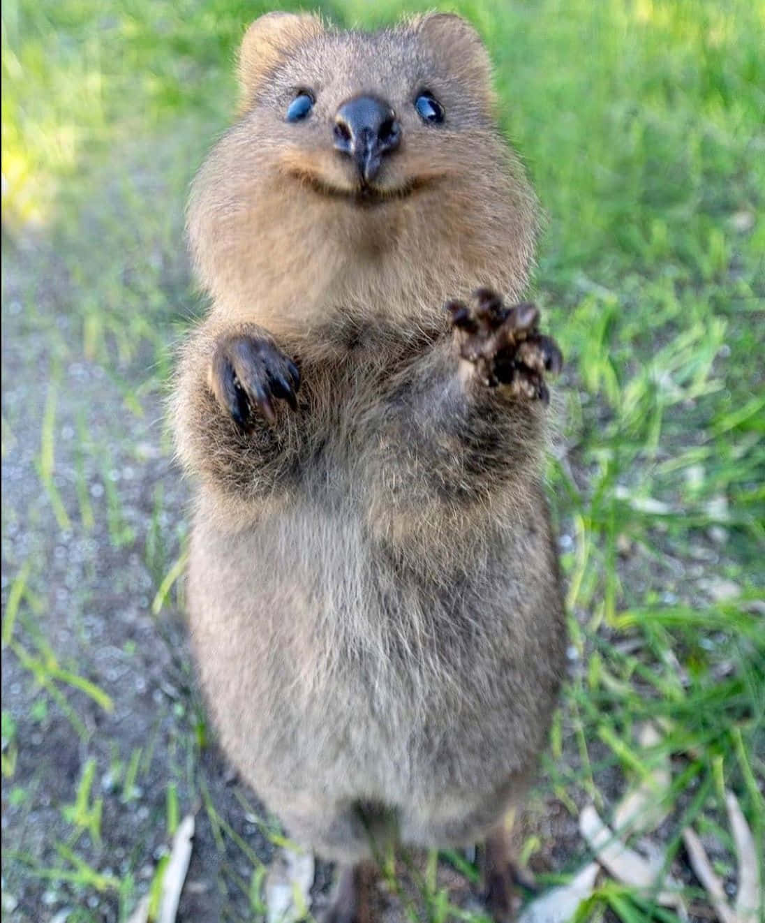 Smiling Quokka Standing Tall Wallpaper