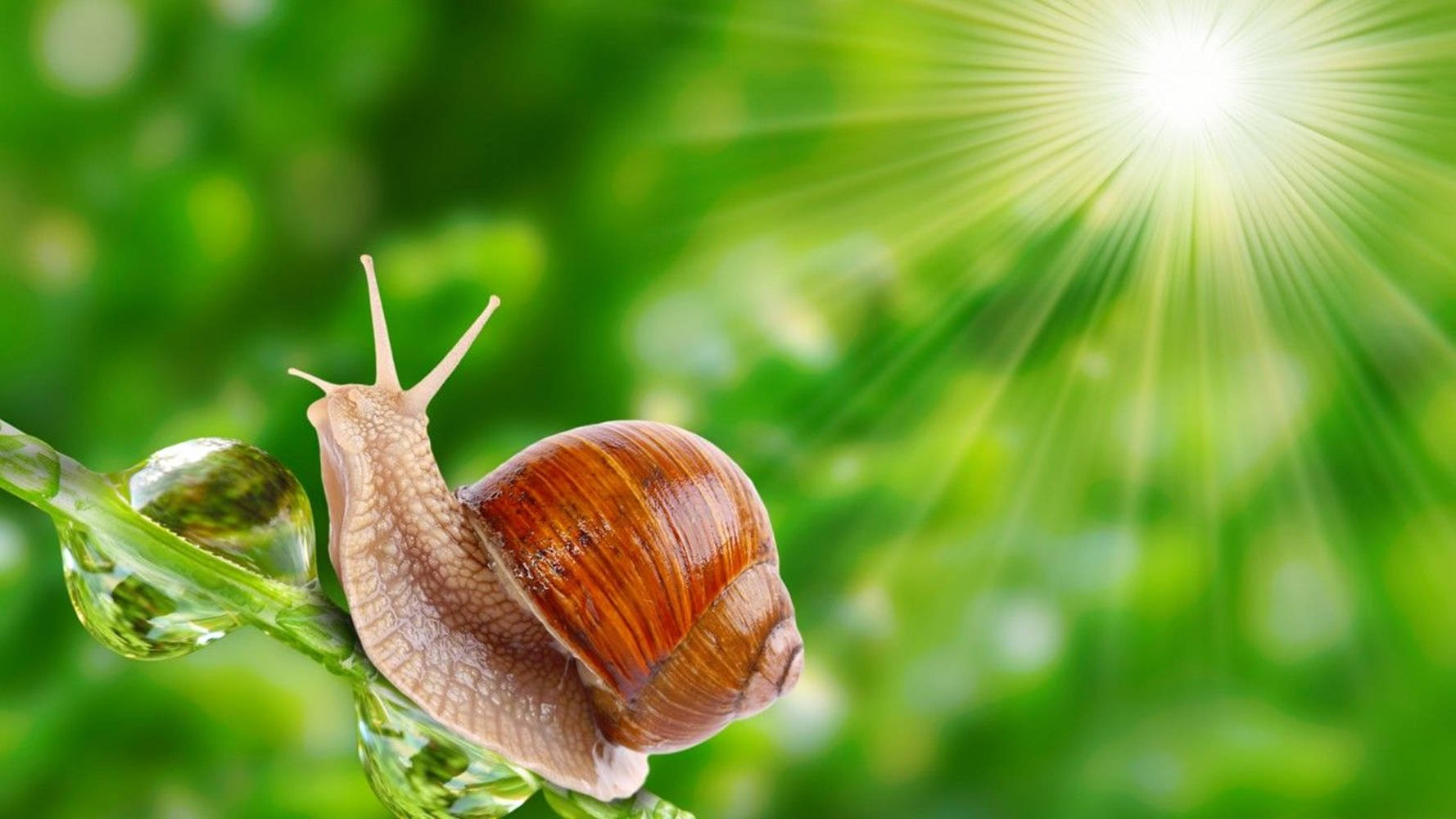 Snail And Sunshine Wallpaper