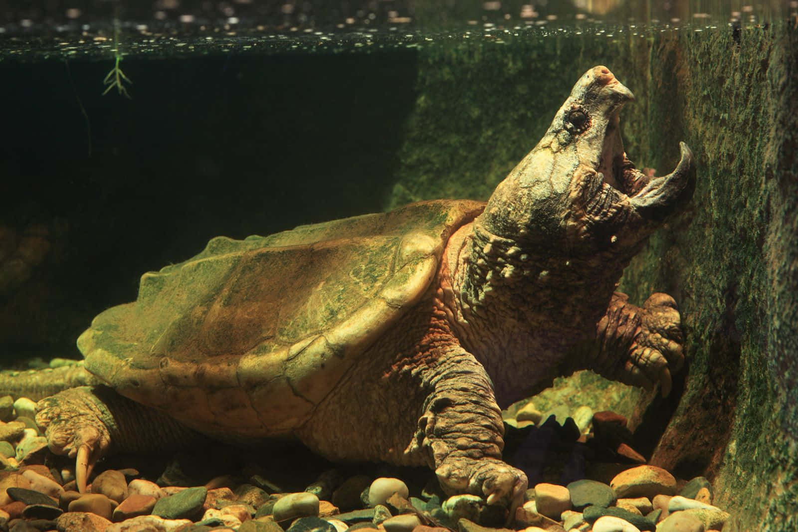 Snapping Turtle Open Mouth Wallpaper