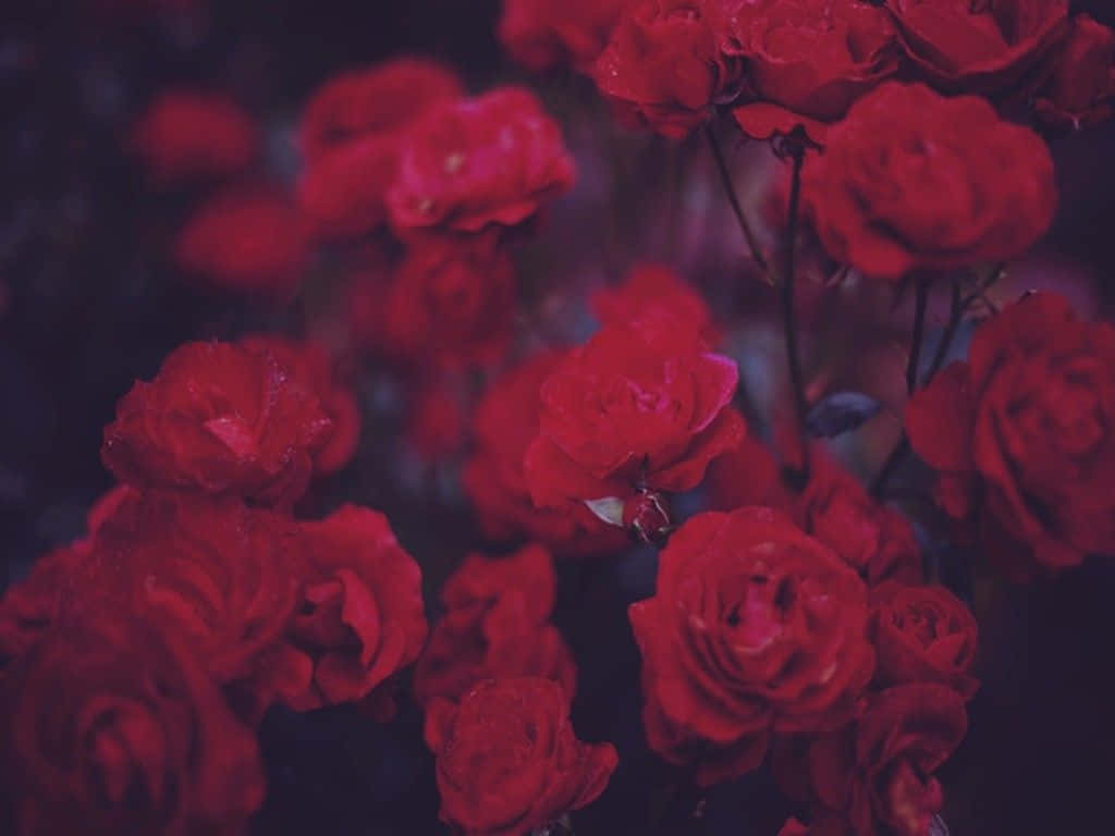 Some Days Require A Little Extra Beauty. Wallpaper