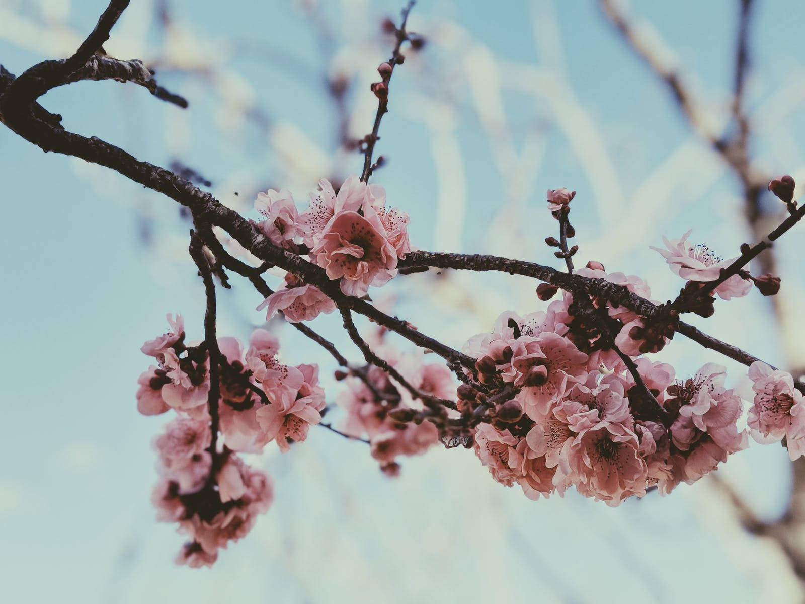 Sparse Japanese Sakura Branch Wallpaper