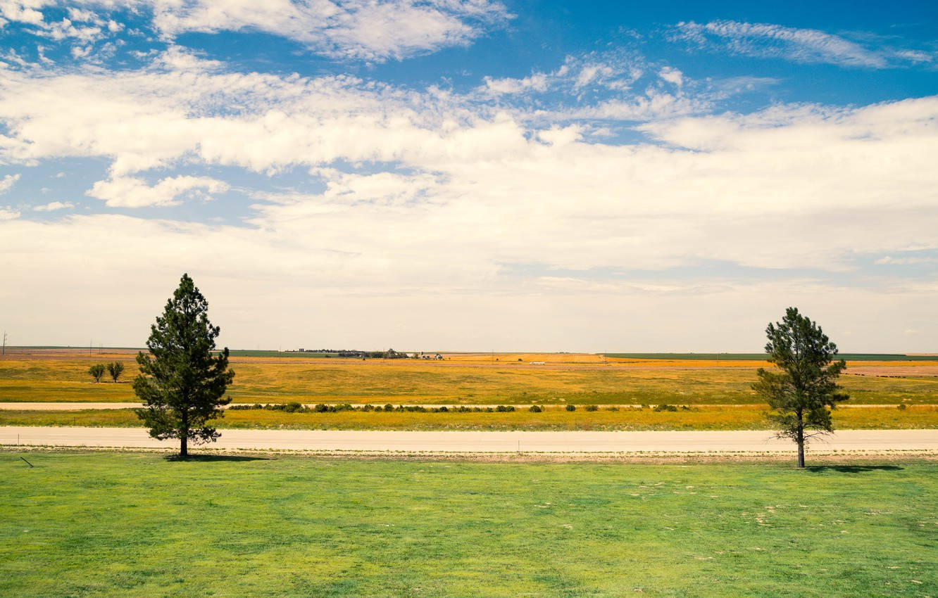 Spectacular Pine Trees Across Kansas Countryside Wallpaper