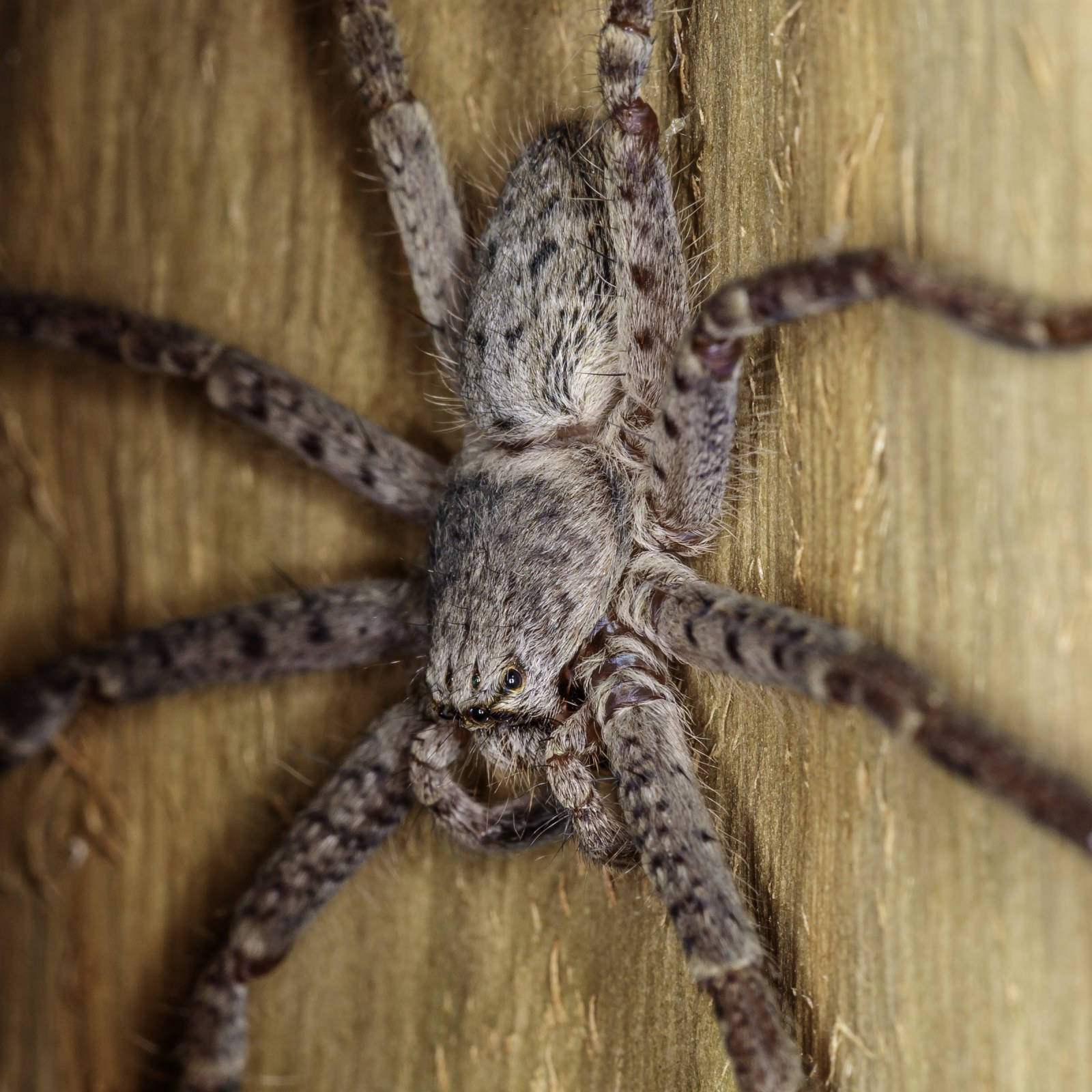 Spider On A Wooden Wall Wallpaper