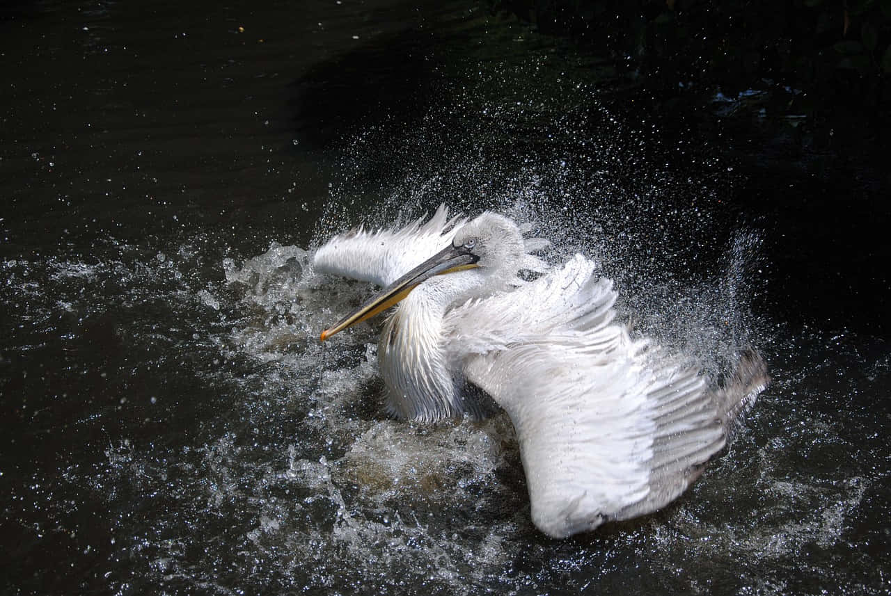 Splashing_ Pelican_ Bathing.jpg Wallpaper