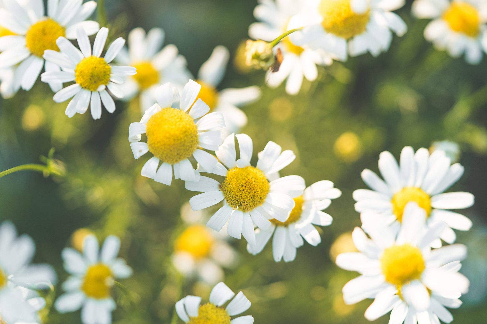 Spring Aesthetic Daisies Wallpaper