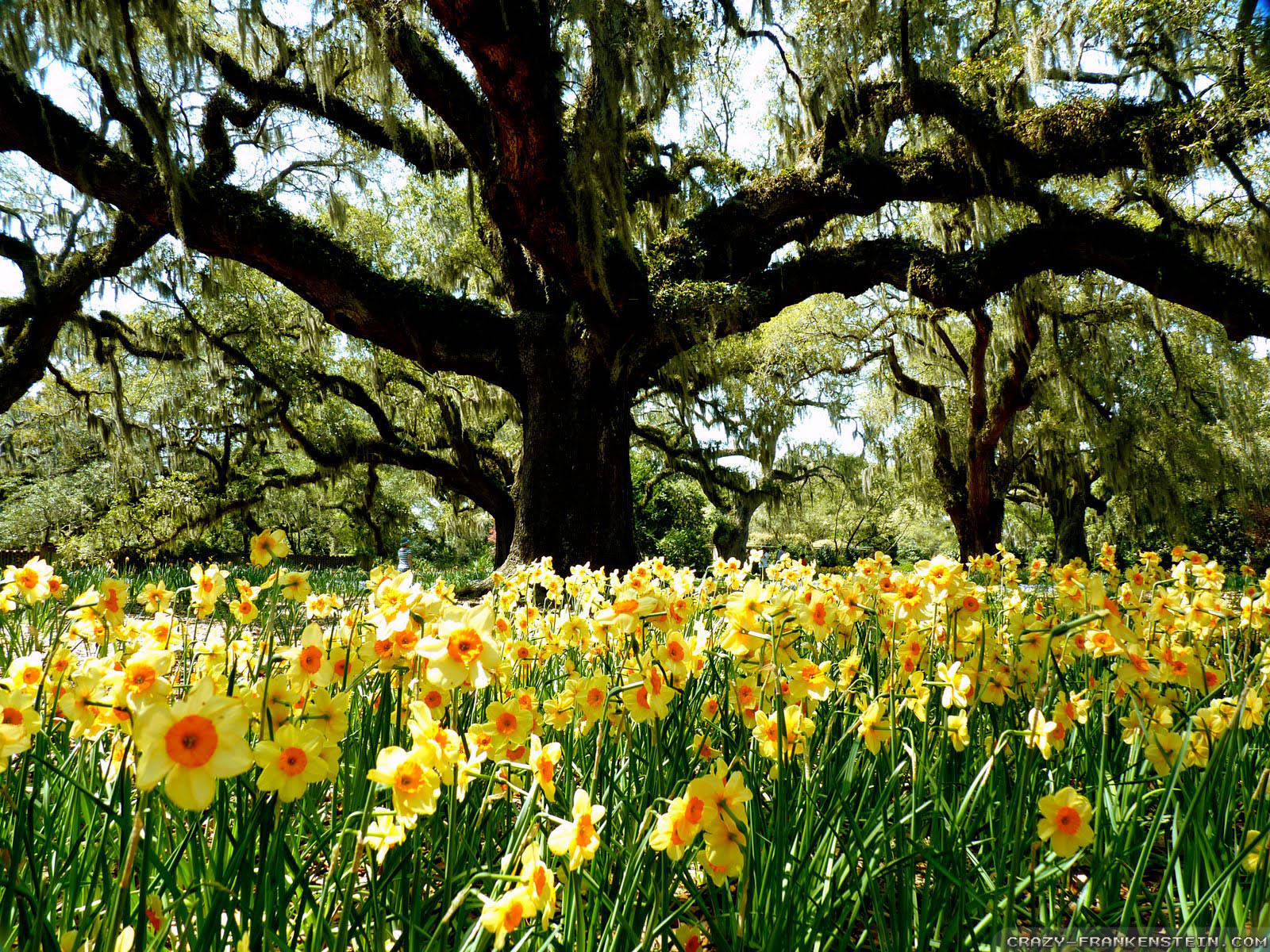 Spring Aesthetic Yellow Wild Daffodils Wallpaper