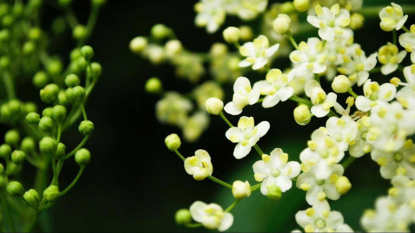 Spring Desk Elderflower Wallpaper