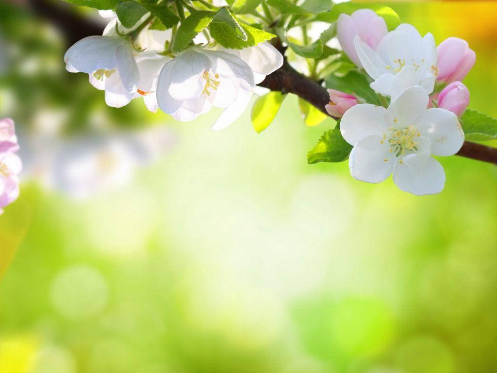 Spring White Flower Wallpaper