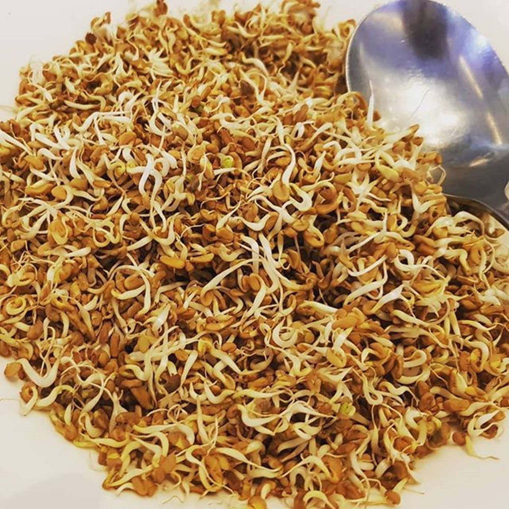 Sprouted Fenugreek Methi Wallpaper