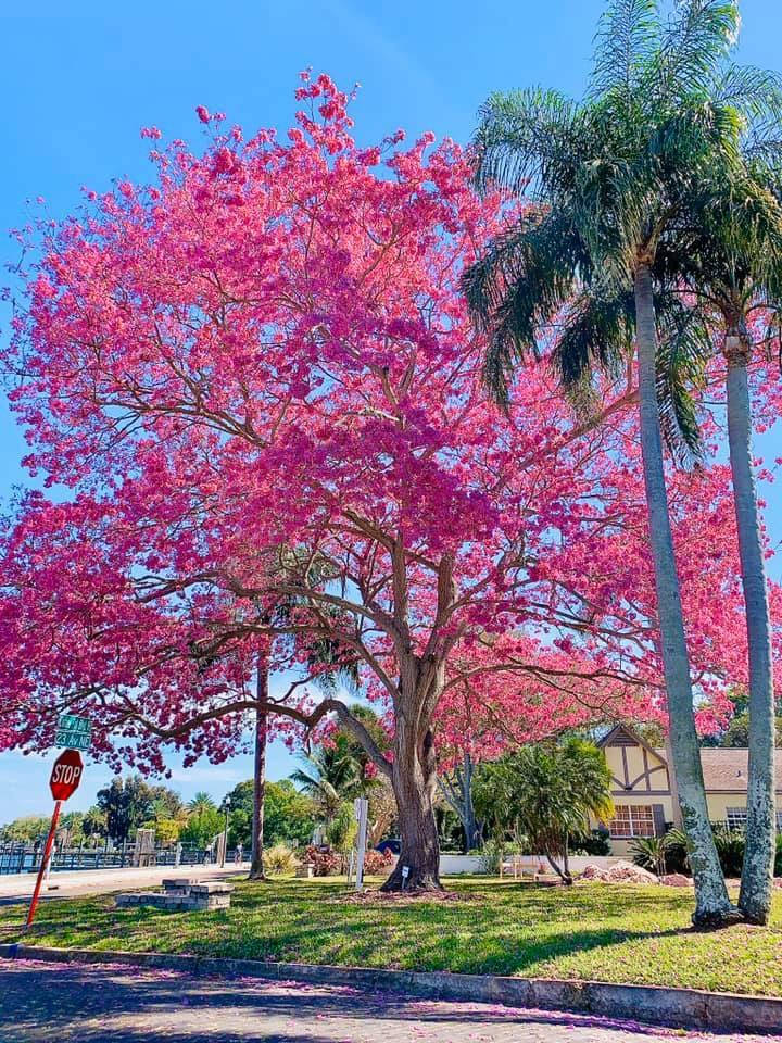 St Petersburg Jacaranda Tree Wallpaper