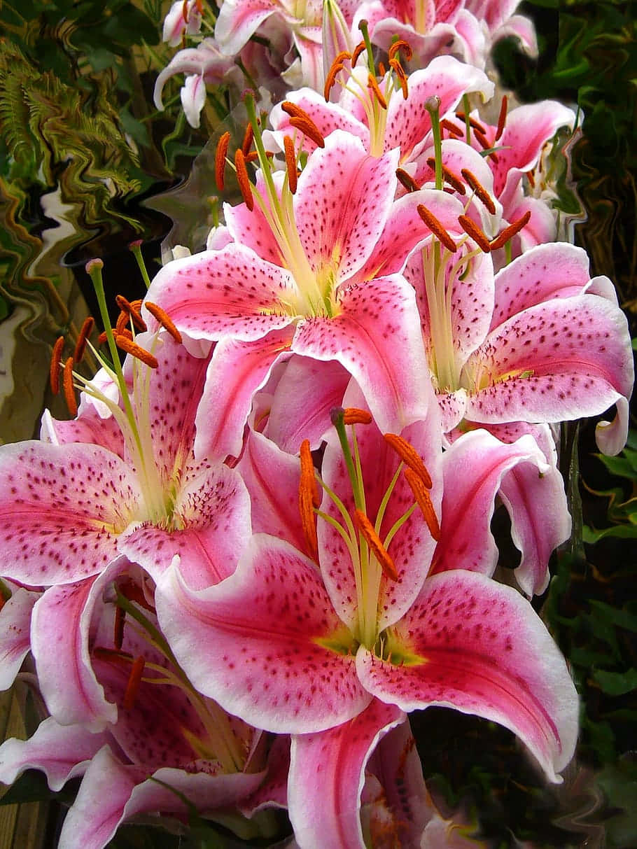 Stargazer Lily Flower Wallpaper