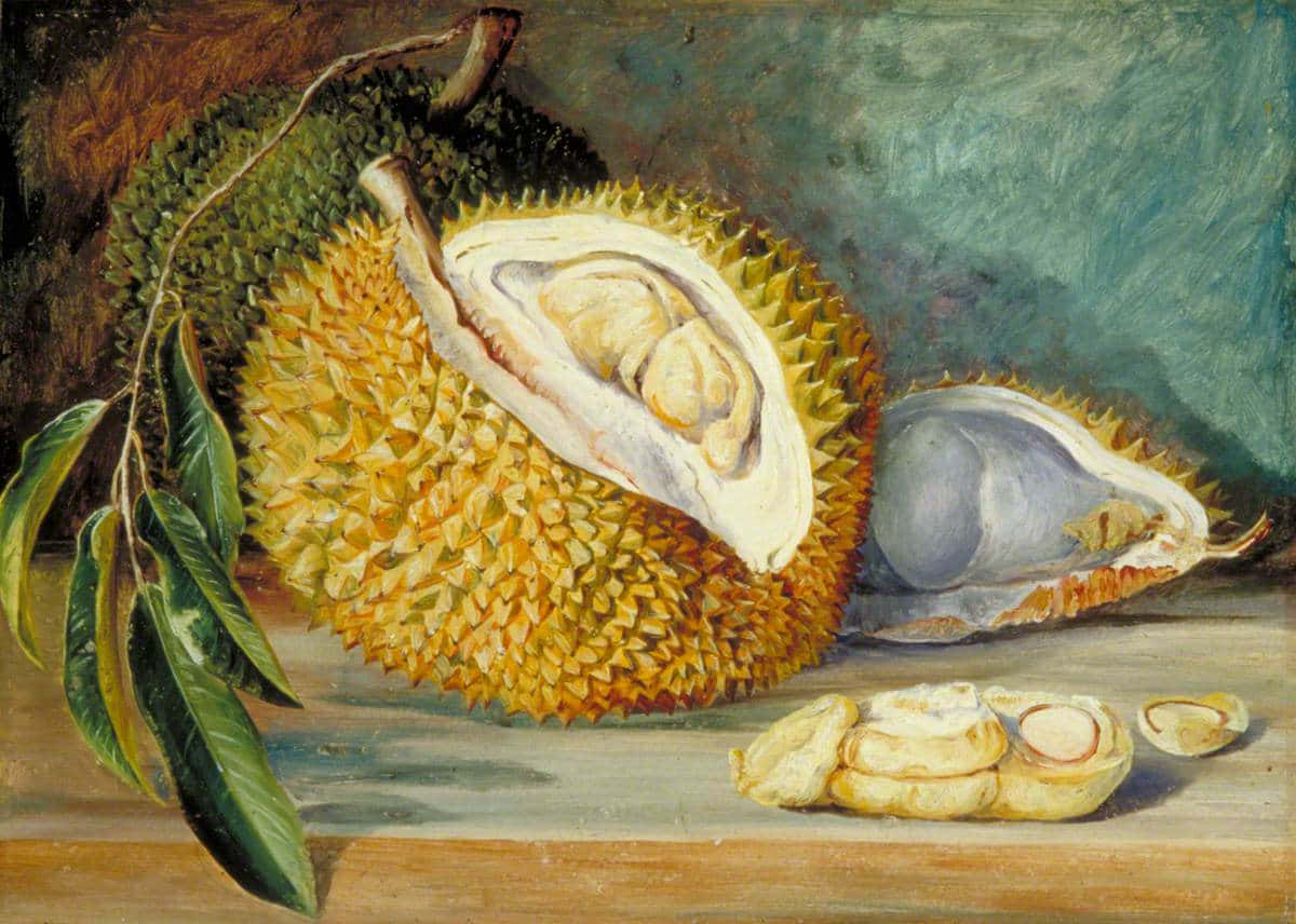 Still Life Durian Fruit Painting Wallpaper