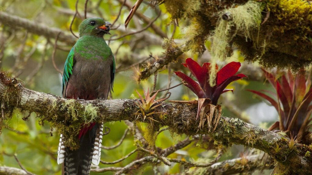 Striking Resplendent Quetzal In Hd Wallpaper