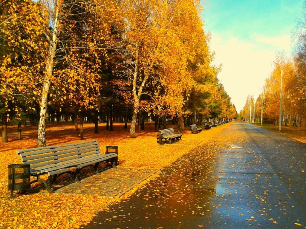 Stroll Through A Vibrant Forest Of Autumn Trees Wallpaper