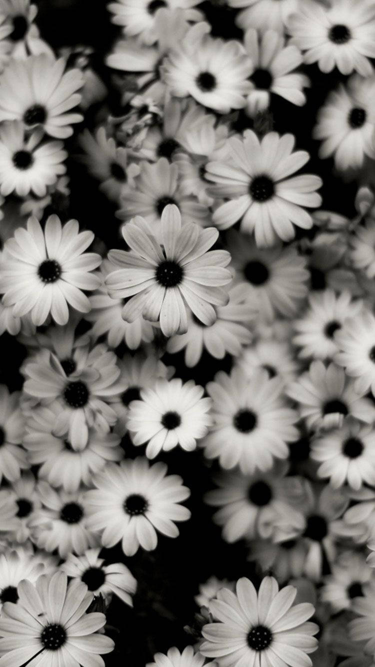 Stunning Black And White Daisies On Iphone Background Wallpaper