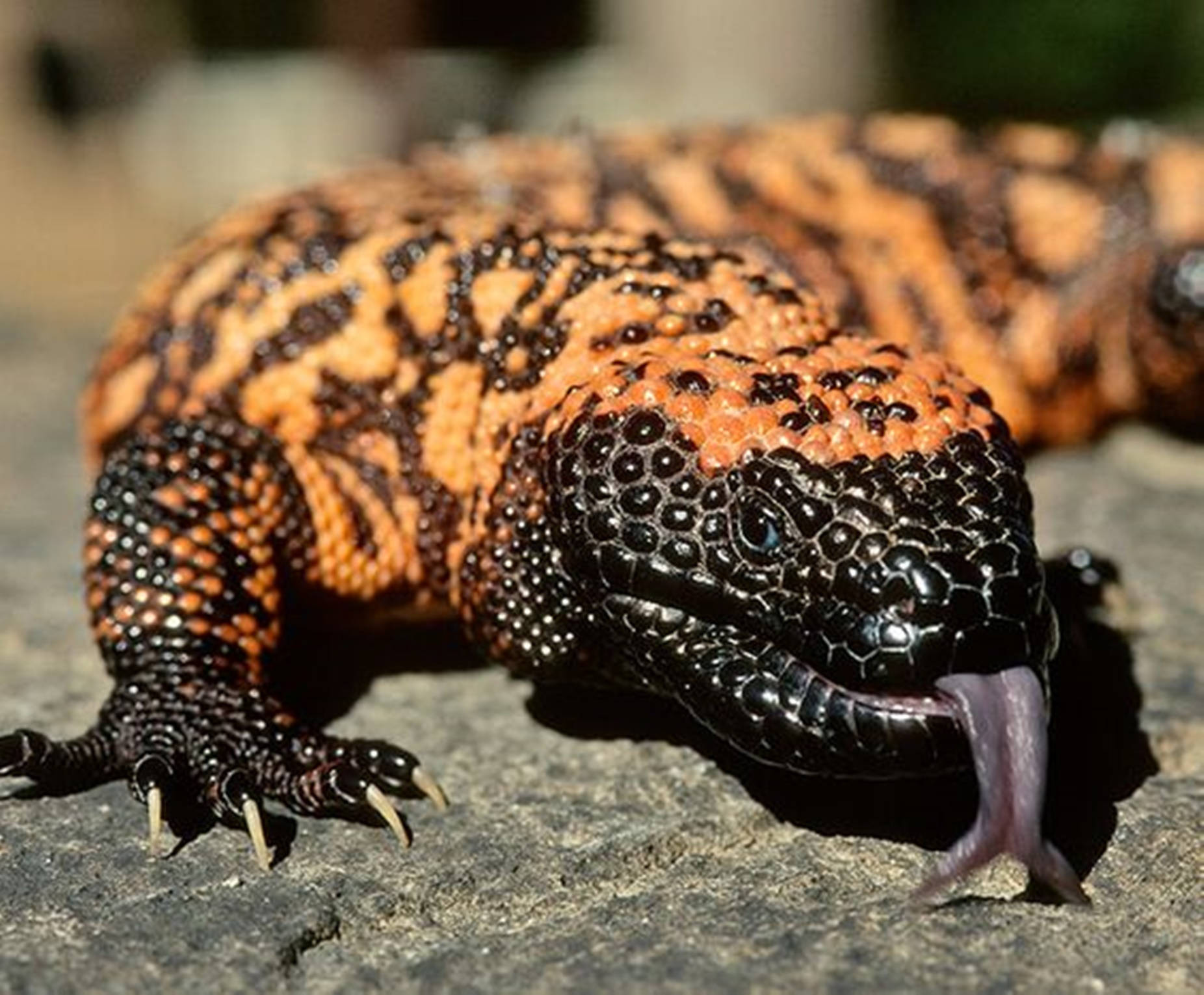 Stunning Black And Yellow Gila Monster Perched On A Rock Wallpaper