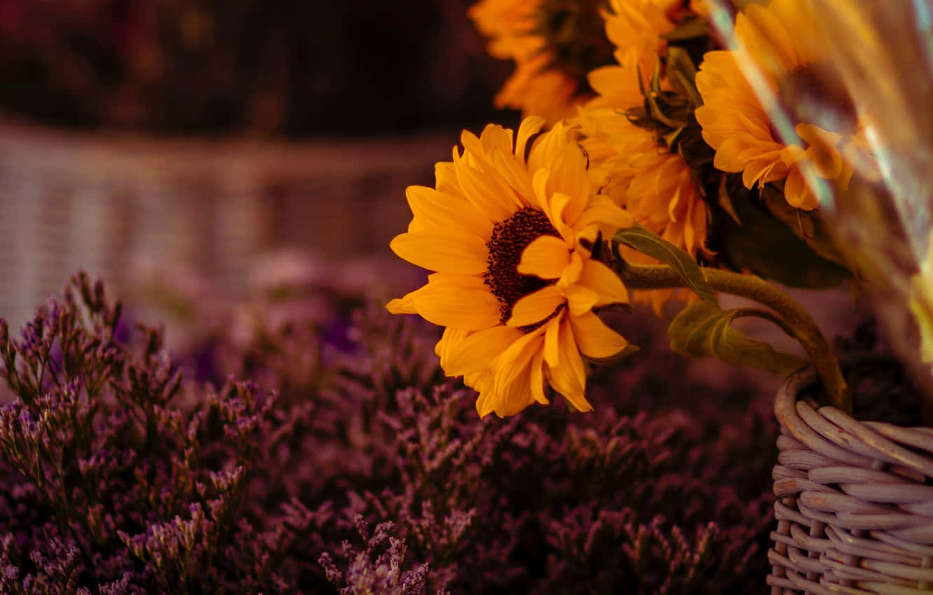 Stunning Dark Sunflower In The Summer Breeze Wallpaper