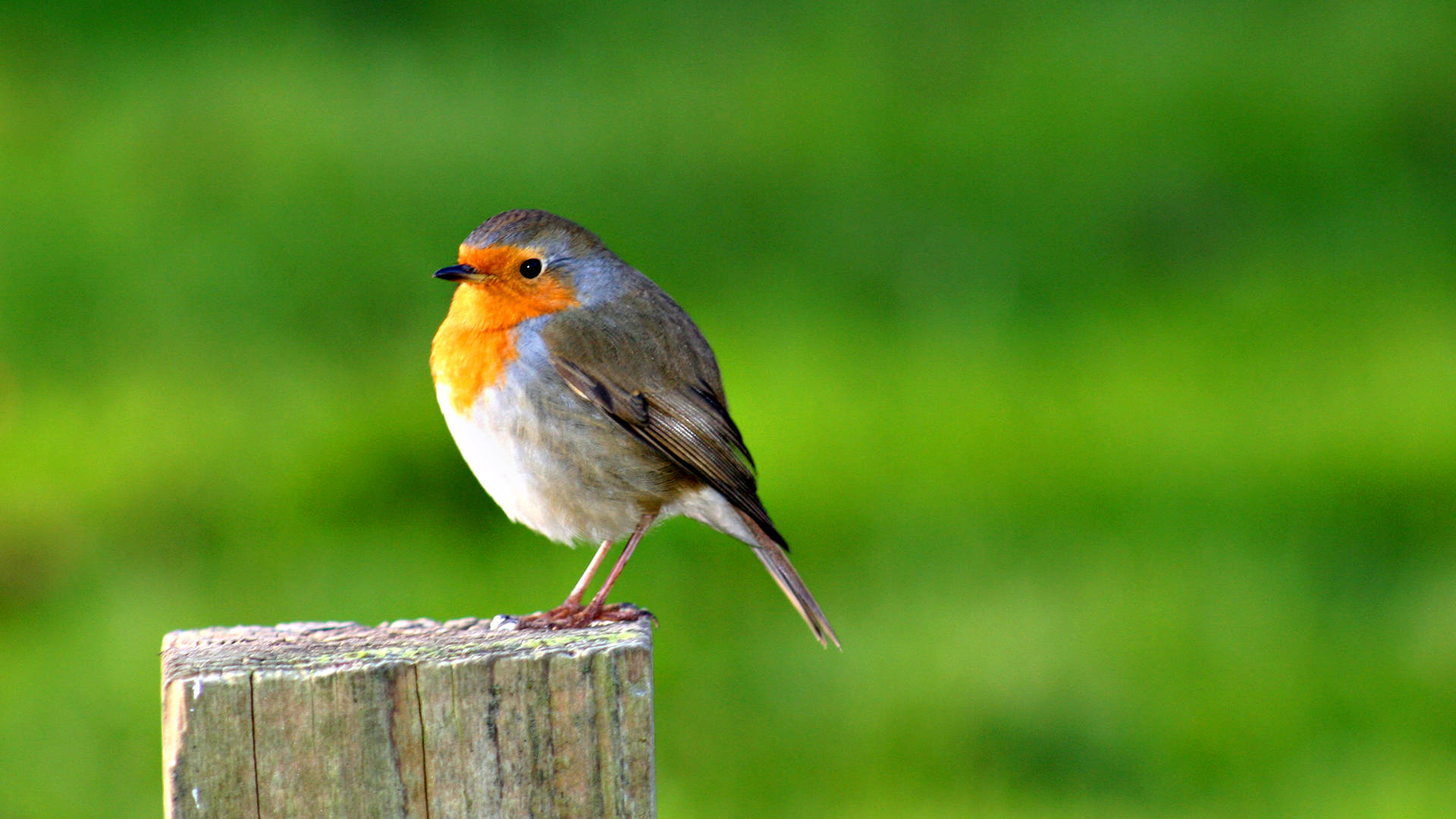 Stunning Robin Bird Perched On Branch Wallpaper