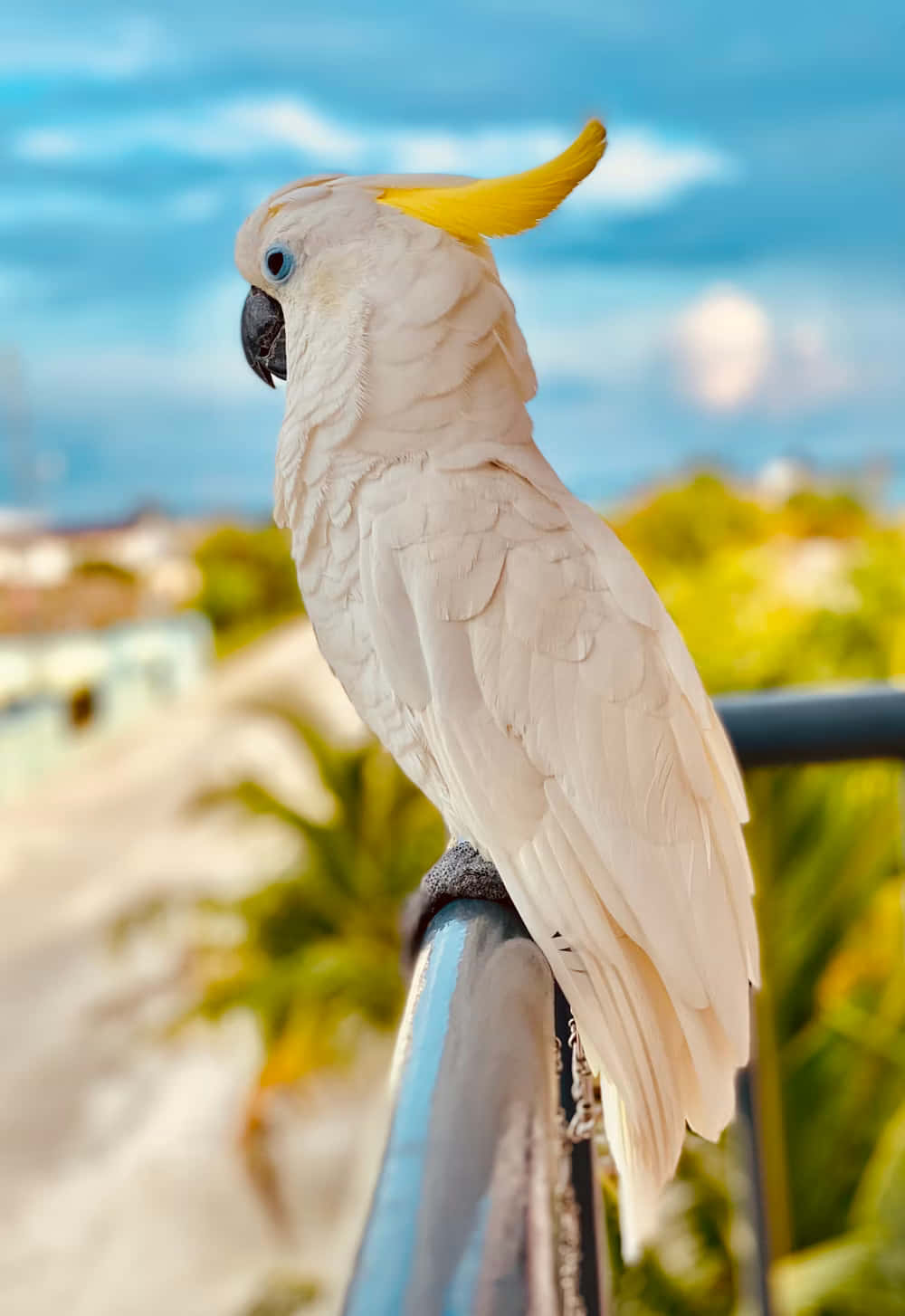 Sulphur Crested Cockatoo Beachside Perch Wallpaper