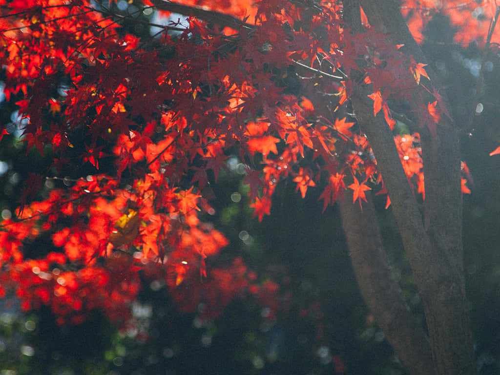 Summer Turning To Fall Wallpaper