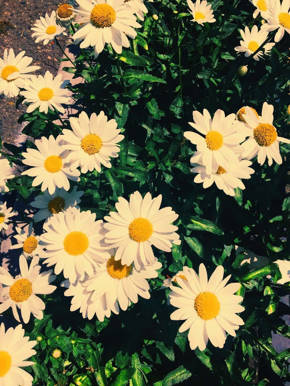 Summer Vibe Daisy Aesthetic Computer Wallpaper