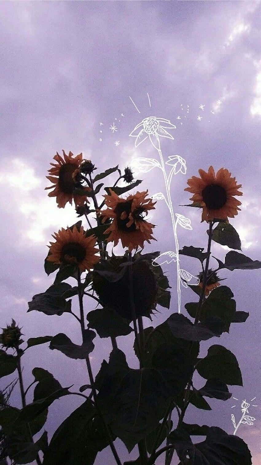 Sunflowers Life Aesthetic Wallpaper