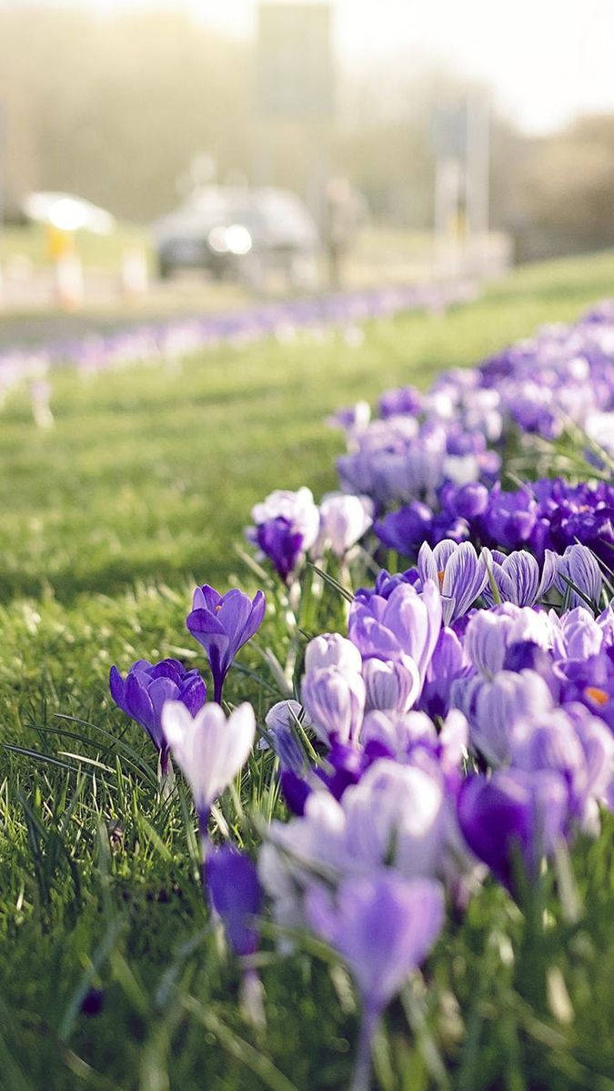 Sunlight Streaming On Saffron Crocus Plants Wallpaper