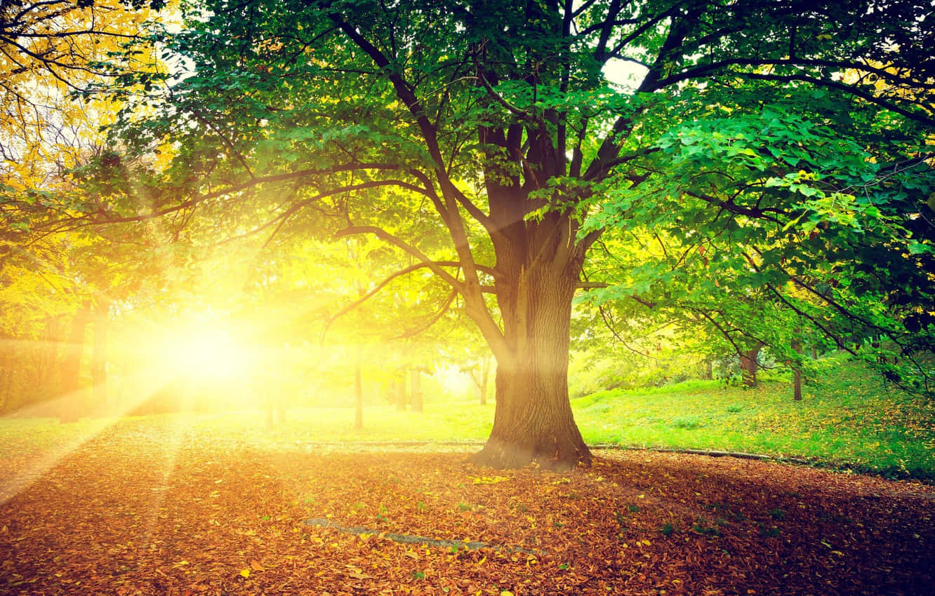 Sunrisein Autumn Park Wallpaper