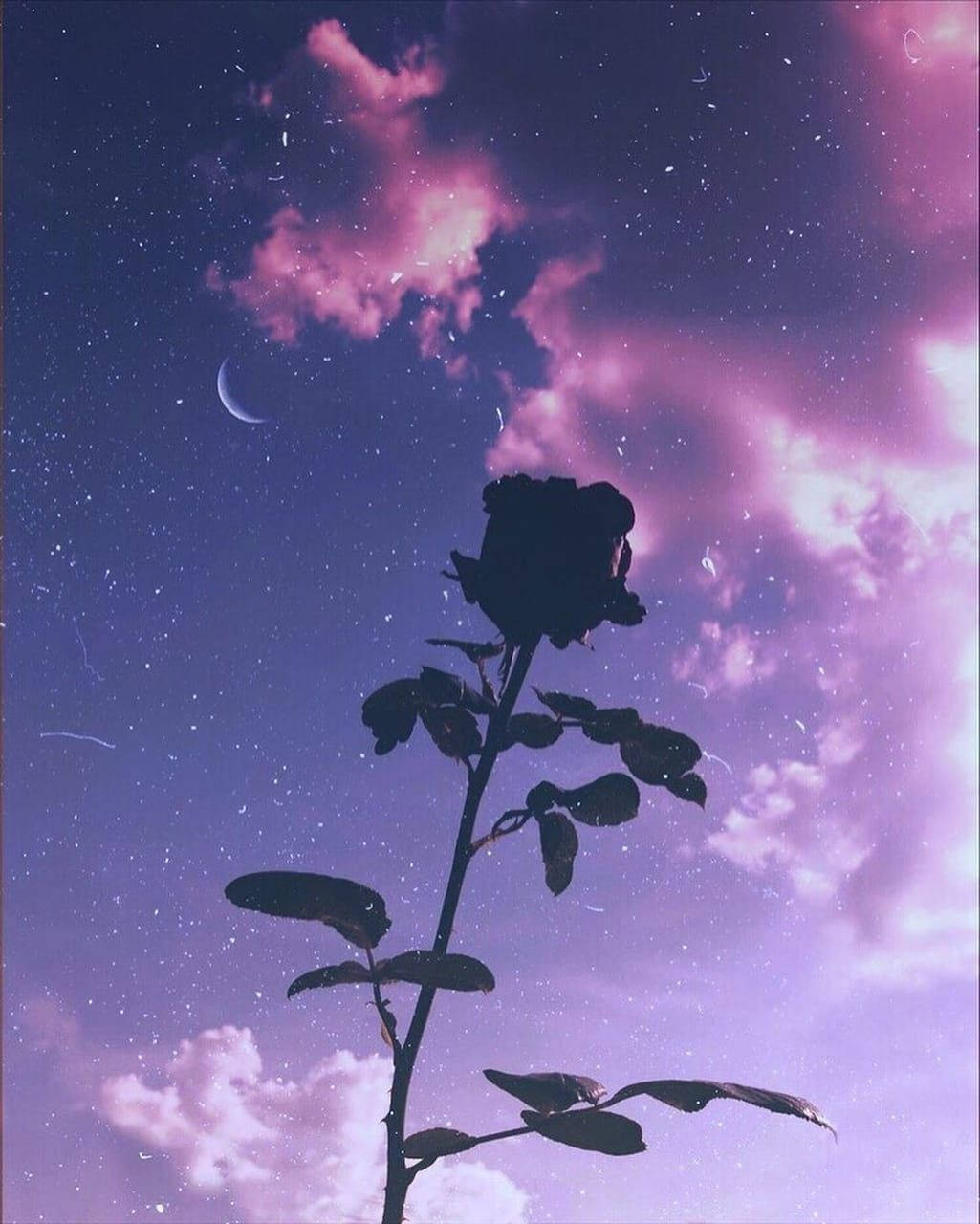 Sunset And Aesthetic Purple Flower Wallpaper