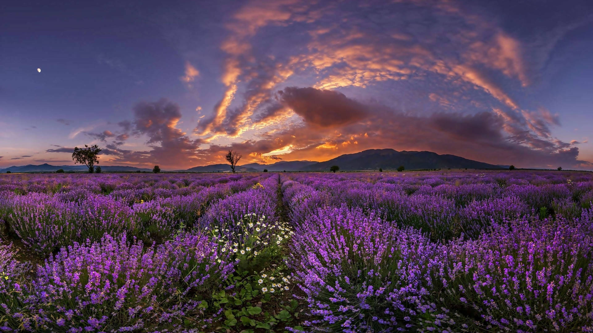 Sunset Clouds Above Lavender Desktop Wallpaper