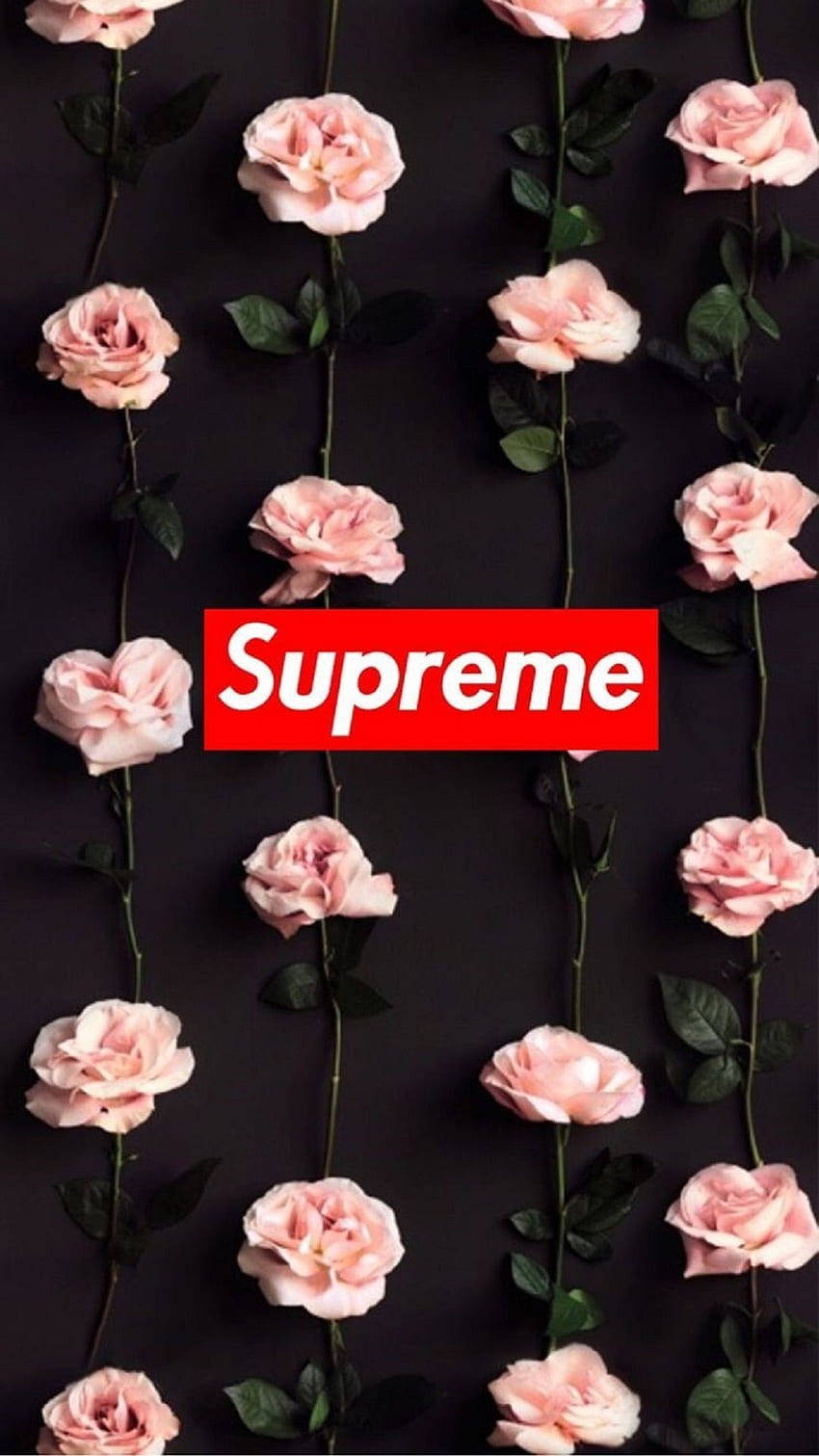 Supreme Aesthetic Pink Roses Wallpaper