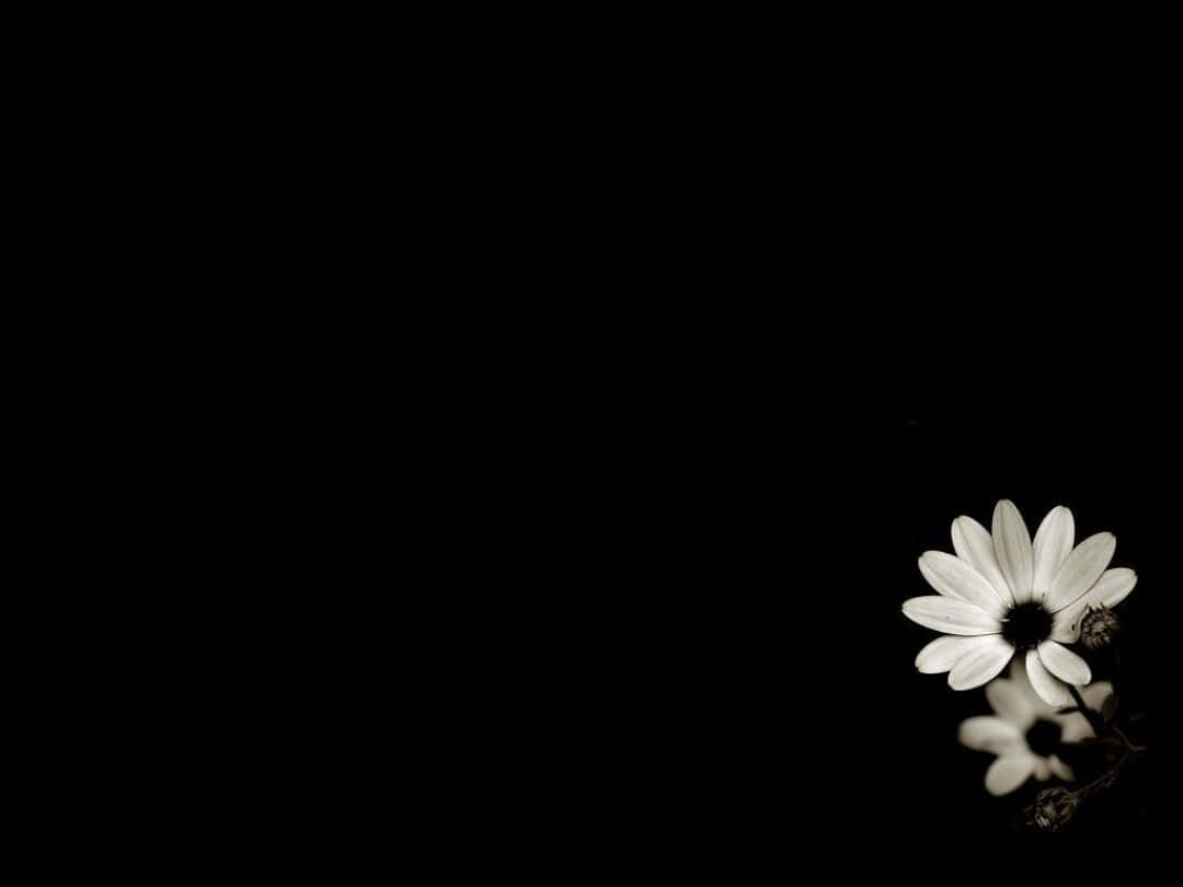 Surreal Beauty Of Contrast – A Black And White Flower Iphone Wallpaper