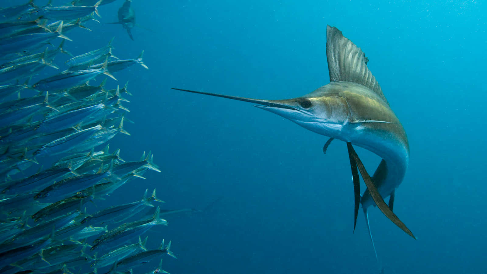 Swordfish Hunting Schoolof Fish Wallpaper