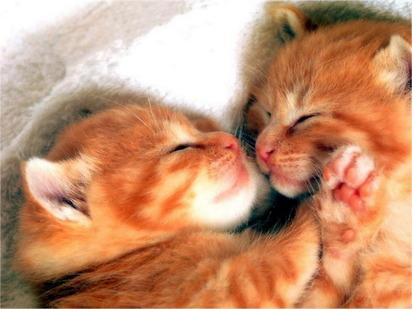 Synchronized Cat Display Pictures Wallpaper