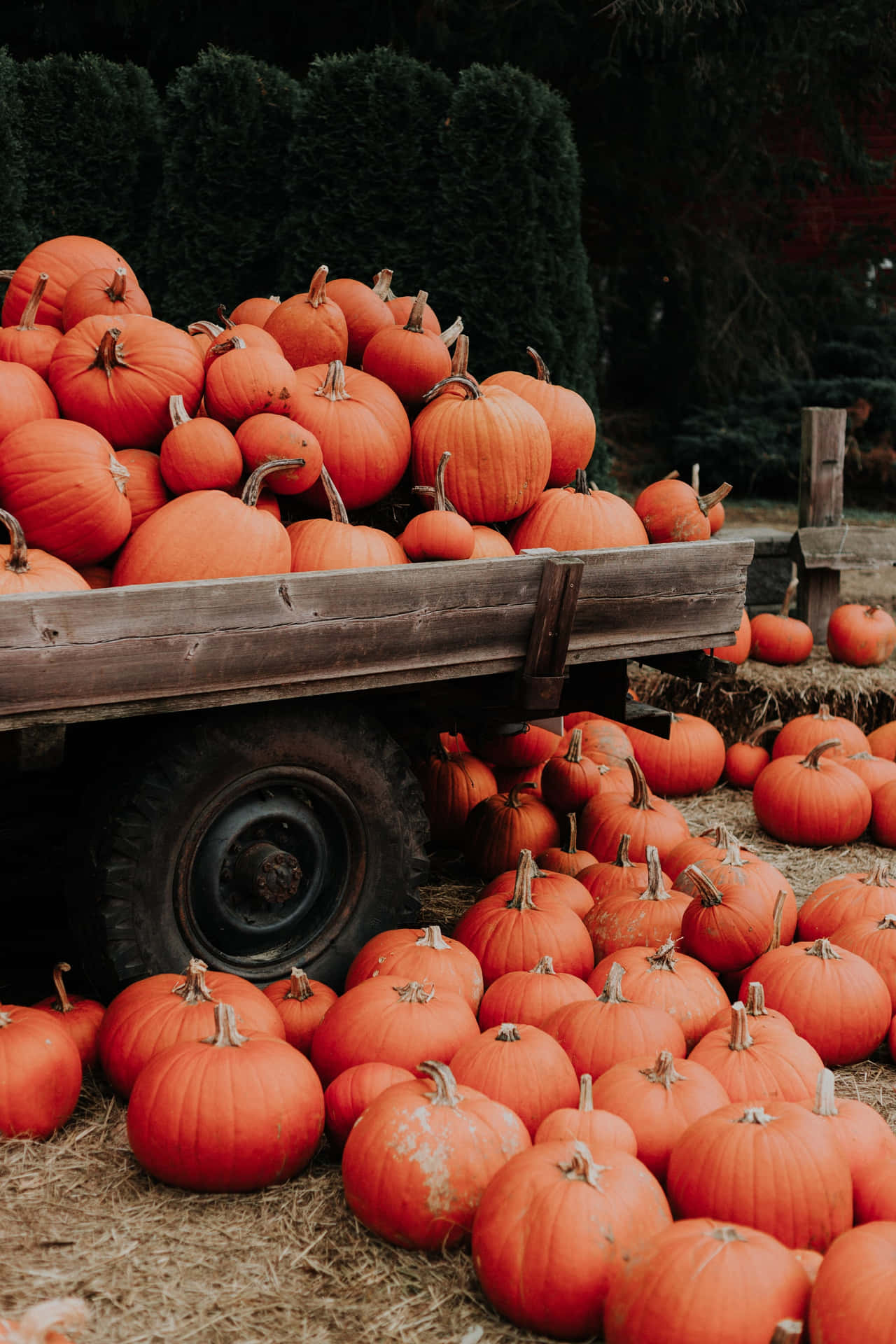 Take A Break And Enjoy The Beautiful Autumn-themed Aesthetic Of This Macbook. Wallpaper