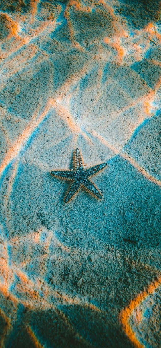 Take A Stroll Through The Crystal Waters Of The Pretty Ocean Wallpaper