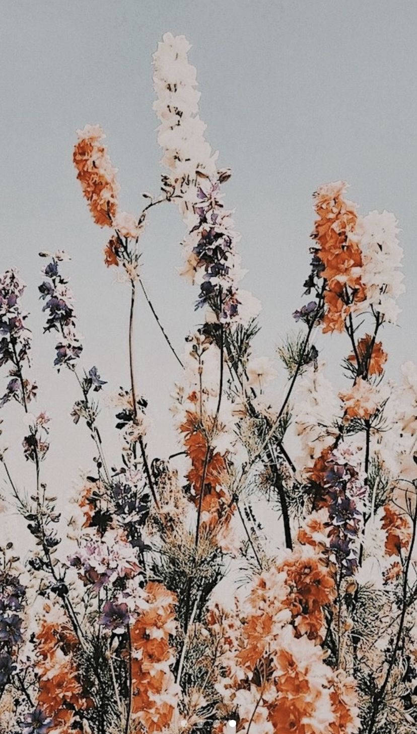 Tall Flowers Boho Iphone Wallpaper