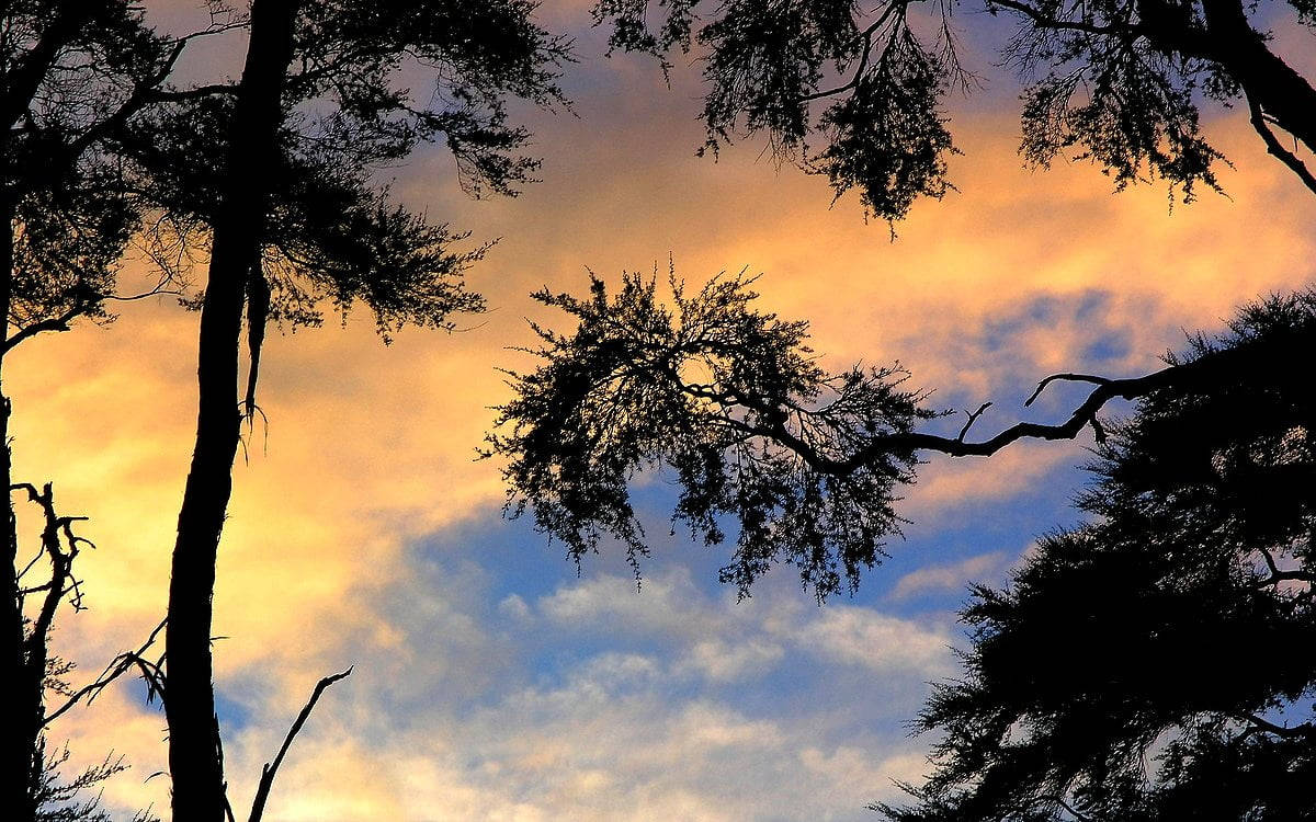 Tall Trees On Silhouette Morning Glory Wallpaper