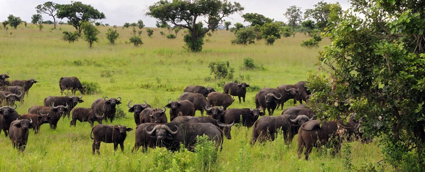 Tanzania Mikumi National Park Wallpaper