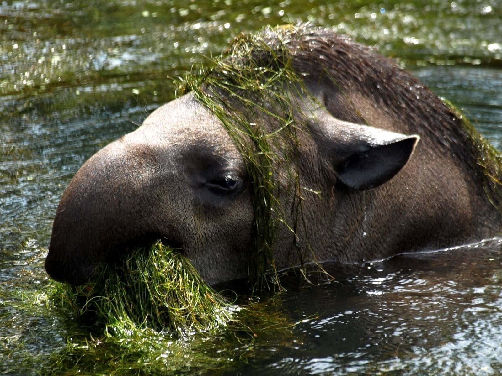 Tapir Swimming With Algae Wallpaper