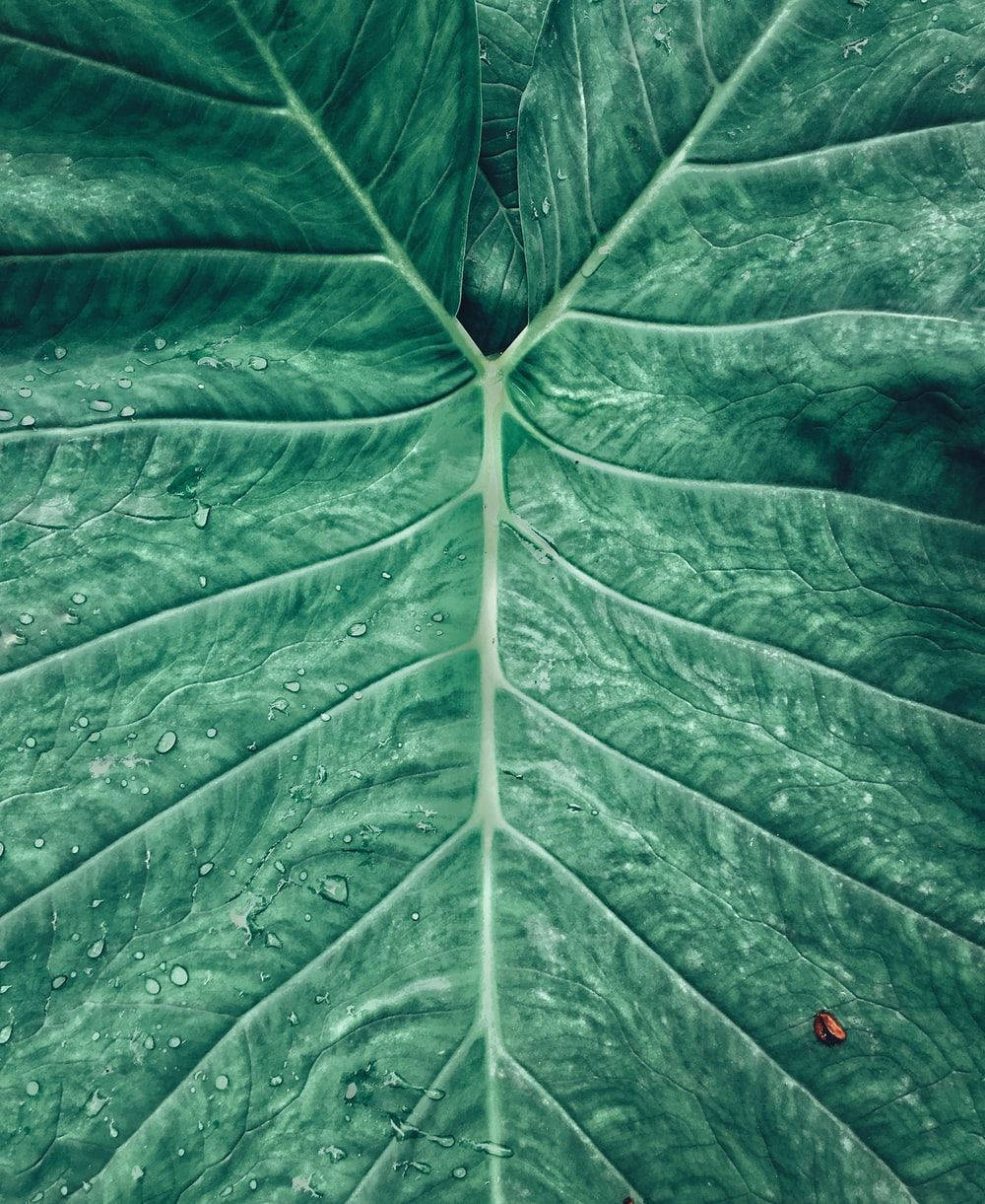 Taro Leaf All Best Wallpaper